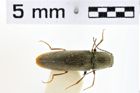 Foto (Dorsalansicht) von Cidnopus marginipennis (NHMW-ZOO-COL-0010814)